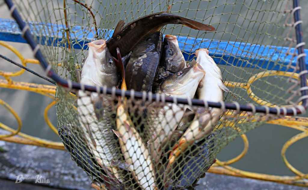 На Серединобудщині 23-річного місцевого жителя підозрюють у браконьєрстві